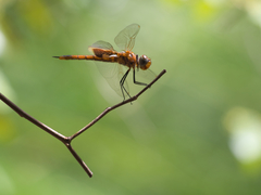 Tramea stenoloba