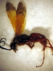 Priocnemis conformis