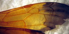 Priocnemis conformis