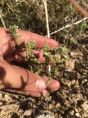Cryptantha pterocarya pterocarya