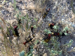 Tegrodera aloga