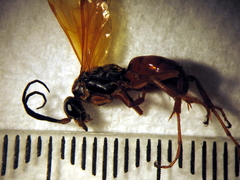 Priocnemis conformis