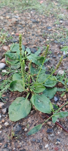greater plantain