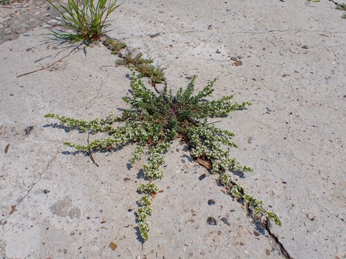 Spreading Bedstraw