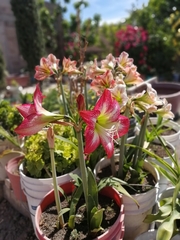 Hippeastrum vittatum