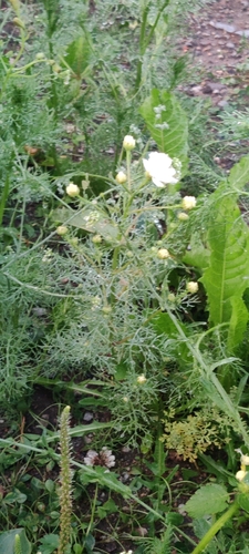 scentless mayweed