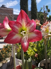 Hippeastrum vittatum