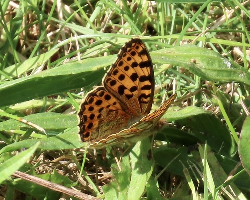Queen of Spain Fritillary