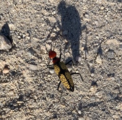 Tegrodera aloga