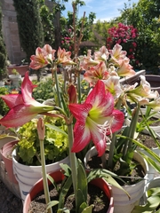 Hippeastrum vittatum