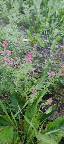 Common Fumitory