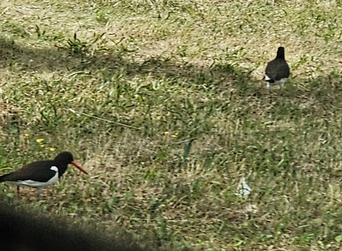 Eurasian Oystercatcher