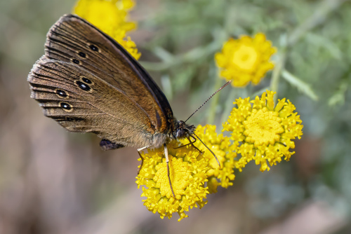 Ringlet