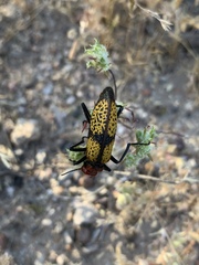 Tegrodera aloga