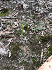 Pterostylis clivosa