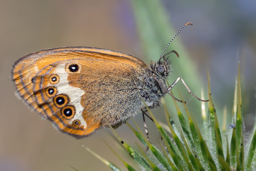 Pearly Heath