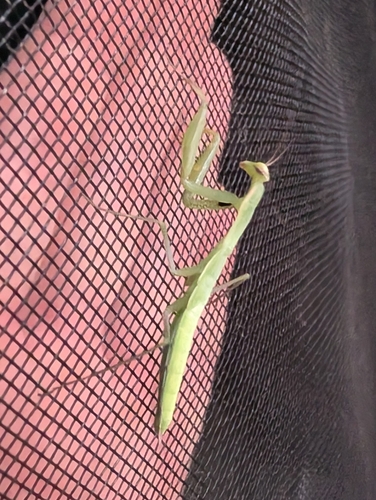 Image of Mantis religiosa by (c) Jono, some rights reserved (CC BY)