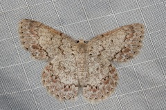 Epipristis oxyodonta