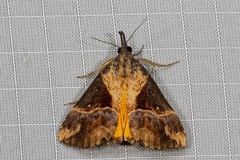 Dichromia quinqualis