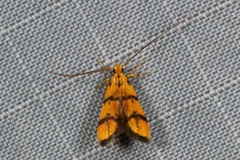 Crocanthes characotis