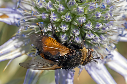 Nowickia ferox