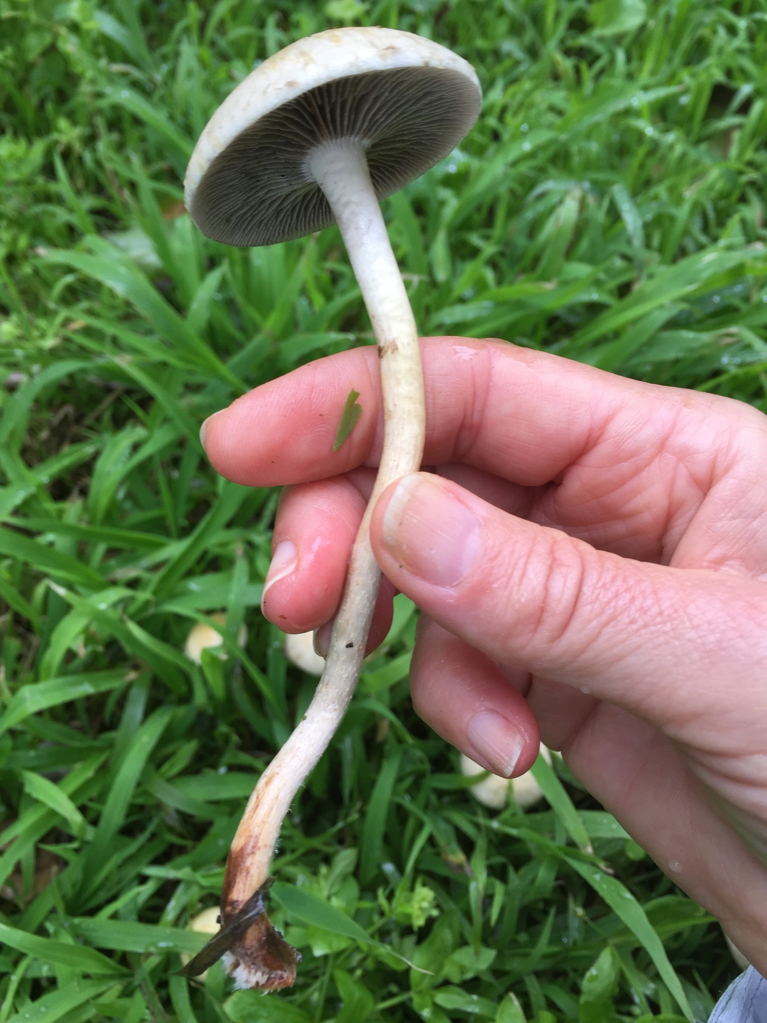 Leratiomyces percevalii image