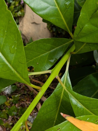 Persea indica, photograph 6