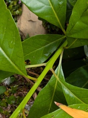Persea indica, photograph (c) Michael, Antoni and Nihat Hinczewski, some rights reserved (CC BY)