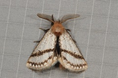 Epicoma derbyana