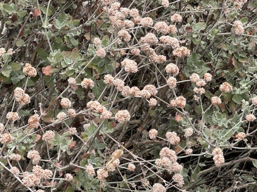 Eriogonum cinereum, photograph 5