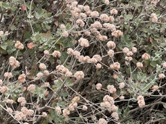 Eriogonum cinereum, photograph (c) Eric Alan Isaacson, some rights reserved (CC BY)