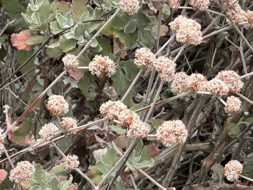 Eriogonum cinereum, photograph 6