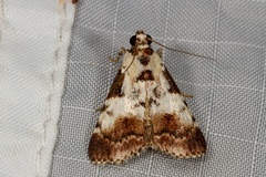 Orthaga rubridiscalis