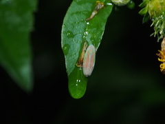 Linnavuoriella arcuata