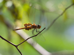 Tramea stenoloba