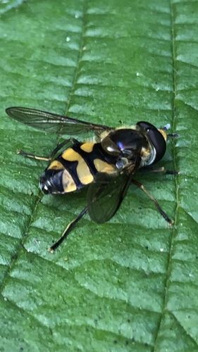 Didea fasciata