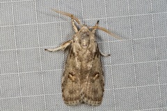 Cryptophasa alphitodes