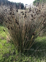 Juncus kraussii