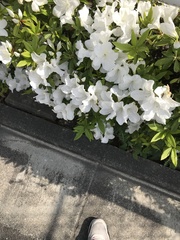 Rhododendron