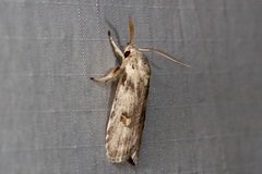 Cryptophasa alphitodes