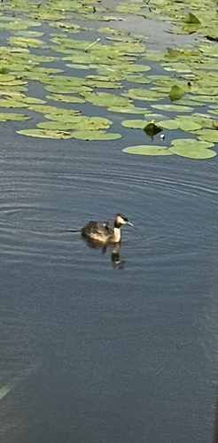 Great Crested Grebe
