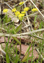 Lomatium ambiguum