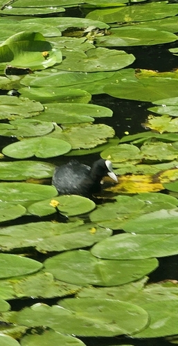 Eurasian Coot