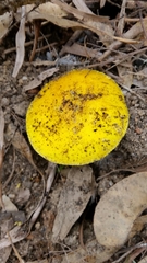 Amanita flavella