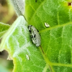 Trichobaris compacta