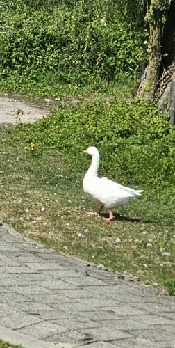 Domestic Greylag Goose