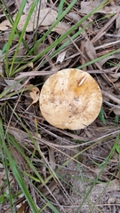 Saproamanita nauseosa