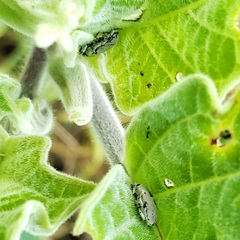 Trichobaris compacta