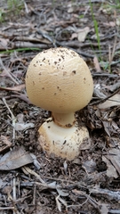 Amanita ochrophylla