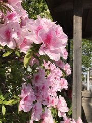Rhododendron